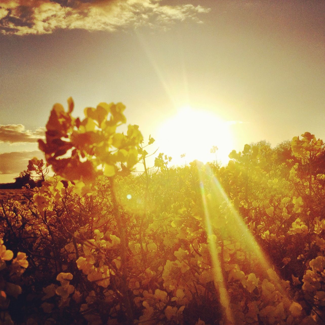 sunset over a field of rapeseed