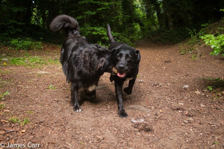 Mimi and Pippa sharing a stick