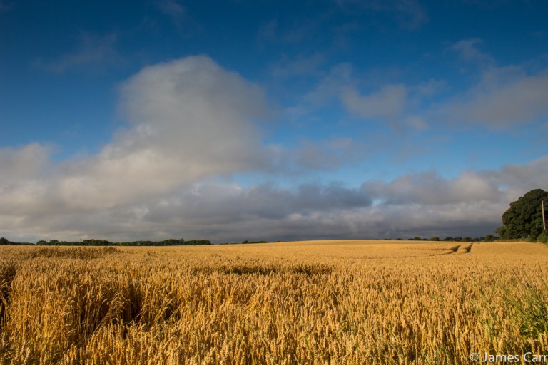 Field, Termonfeckin. 28/07/14 7.53am