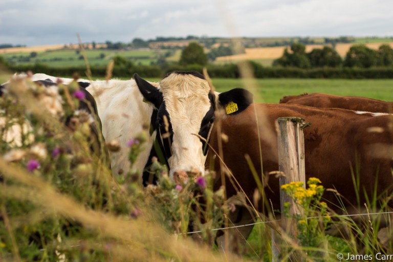 Cows 1, Duleek. 28/07/14. 7.17pm