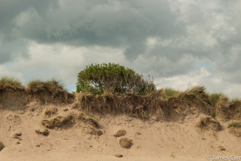 A tree that looks a bit like broccoli, on top of a dune. Baltray beach, Co. Louth