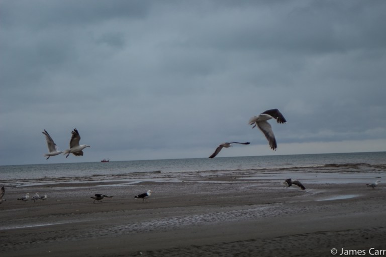 Time to move on lads. Baltray beach, Co. Louth