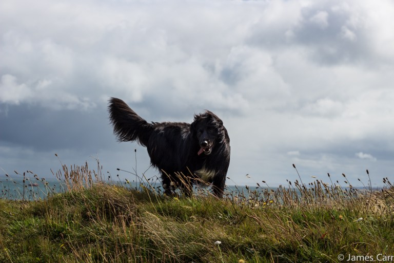 Pippa, Windswept and interesting. Clogherhead, Co. Louth.