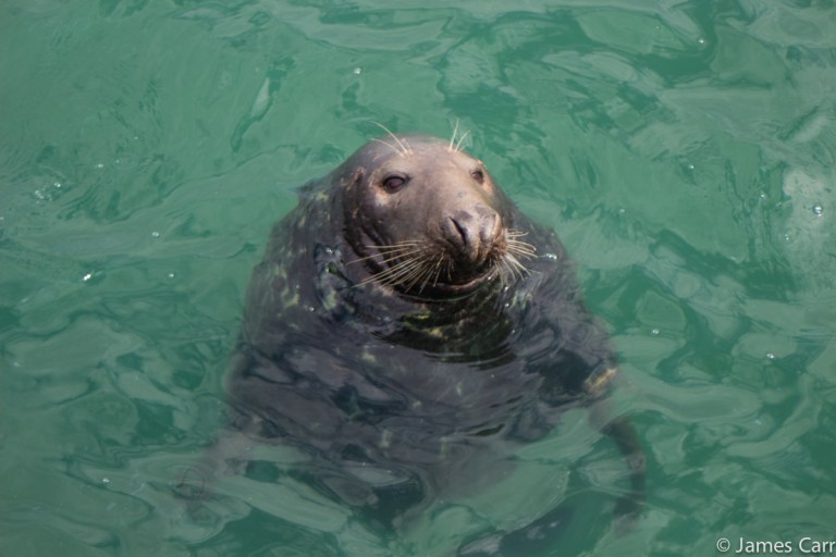 Hi there Mr. Seal! Port Oriel Harbour, Co. Louth