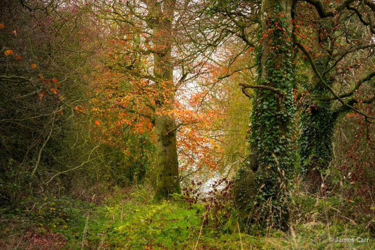 Ratoath woods, 30th Nov 2014