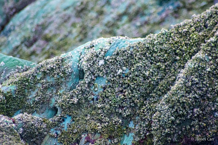 Clogherhead, 30th Nov 2014