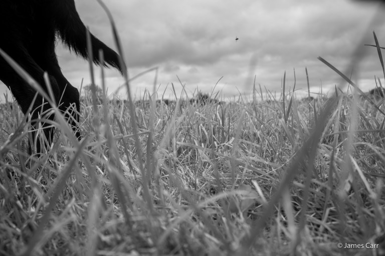 JamesCarr-1087